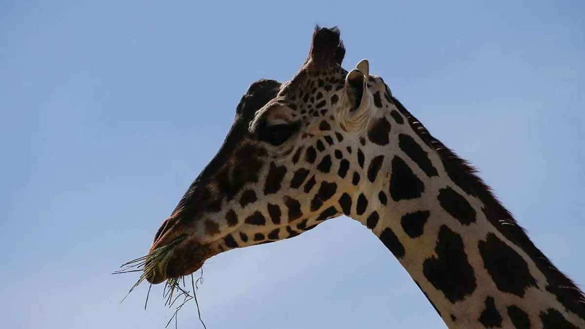 La llegada de la jirafa Benito a Puebla, específicamente a Africam Safari, fue toda una travesía